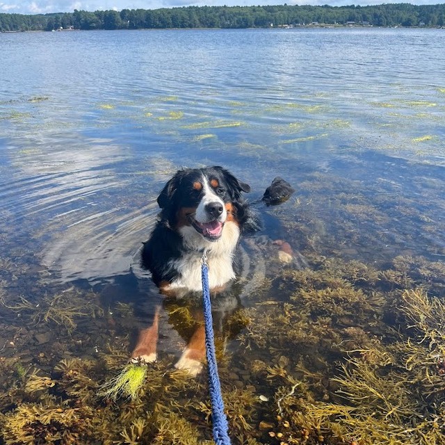 What better way to cool off on a walk than with an impromptu swim? (He looks so proud of himself!)

#SillyPuppy #TobleroneTuesday #TobleroneTheBMD #BMDDog #BerneseMountainDog #BMDPuppy #BMD #TonguesOutTuesday #ThrillerAuthor #WomenWhoWrite #ArleighJacobs #AuthorsOfInstagram #AuthorsOfInsta #AuthorsOfIG