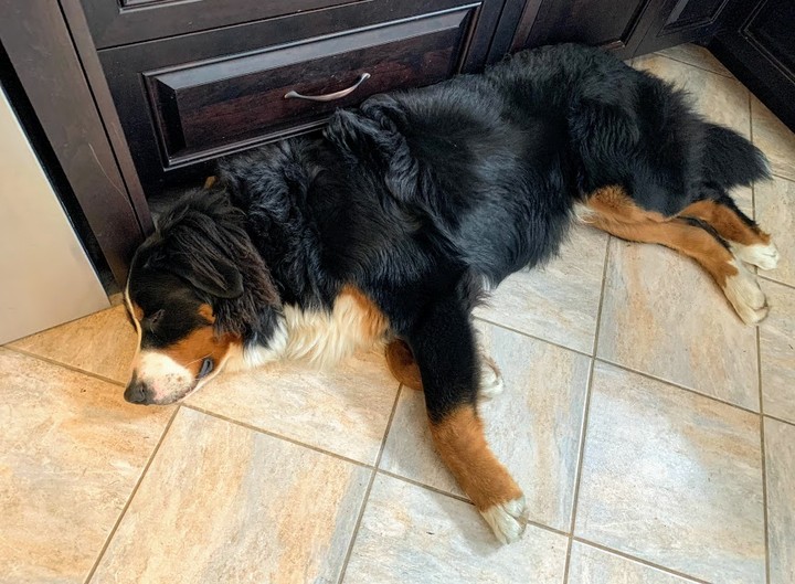 Here’s Tobey, doing what we all wish we could be doing early on a Tuesday morning... 

#SleepyPuppy #LetSleepingDogsLie #TobleroneTuesday #TobleroneTheBMD #BMDDog #BerneseMountainDog #BMDPuppy #BMD #TonguesOutTuesday #ThrillerAuthor #WomenWhoWrite #ArleighJacobs #AuthorsOfInstagram #AuthorsOfInsta #AuthorsOfIG