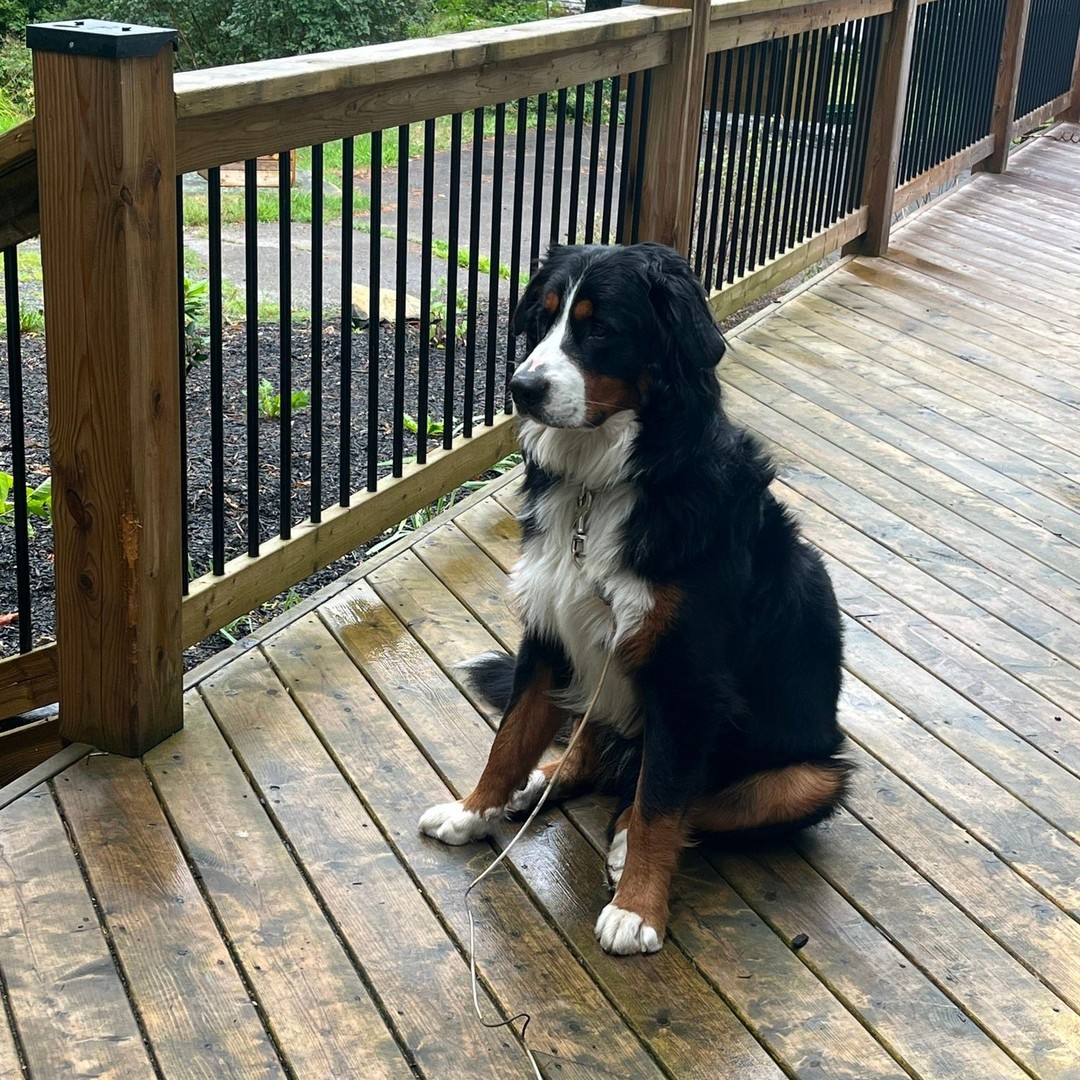 Tobey seemed rather pensive about the end of summer a few weeks ago, but I hope everyone else is enjoying a wonderful first weekend of autumn! And to everyone who was in the path of Hurricane Fiona, I hope you’ve made it out of the storm safely. 💙

#SillyPuppy #TobleroneTheBMD #BMDDog #BerneseMountainDog #BMDPuppy #BMD #Autumn #Weekend #WeekendPlans #ThrillerAuthor #WomenWhoWrite #ArleighJacobs #AuthorsOfInstagram #AuthorsOfInsta #AuthorsOfIG